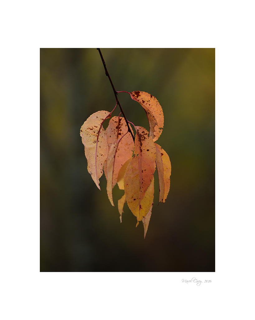 DSC_6023.jpg
