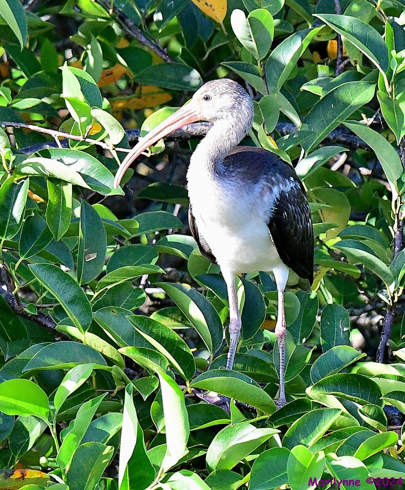 DSC_6023_001.JPG