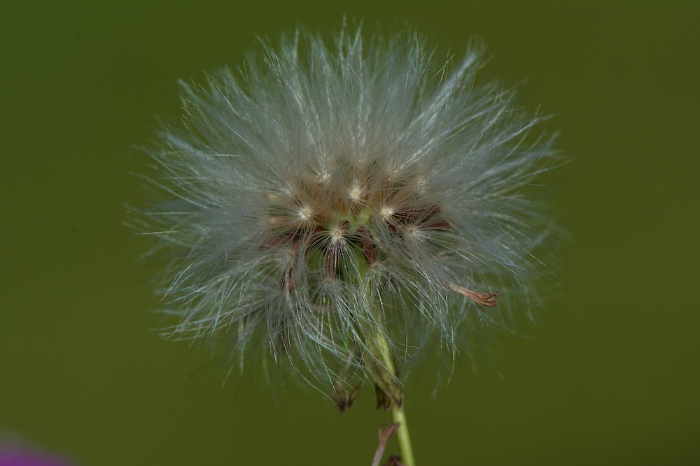 DSC_6025.jpg