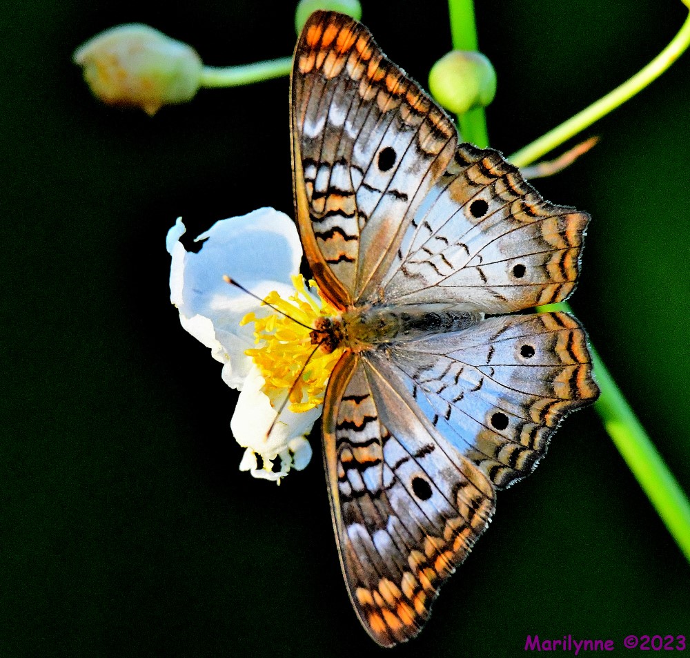 DSC_6026_001.JPG