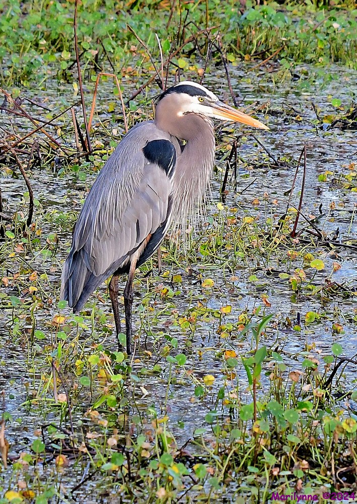 DSC_6027_001.JPG
