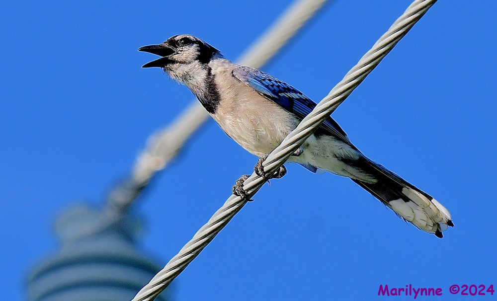 DSC_6028_001.JPG