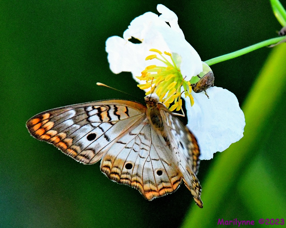 DSC_6029_001.JPG