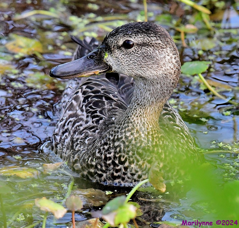 DSC_6030_001.JPG