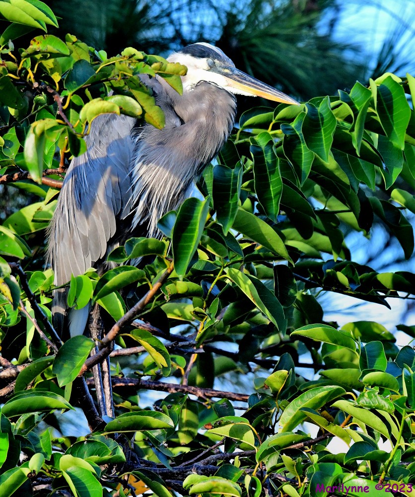 DSC_6033_stitch3_001.JPG