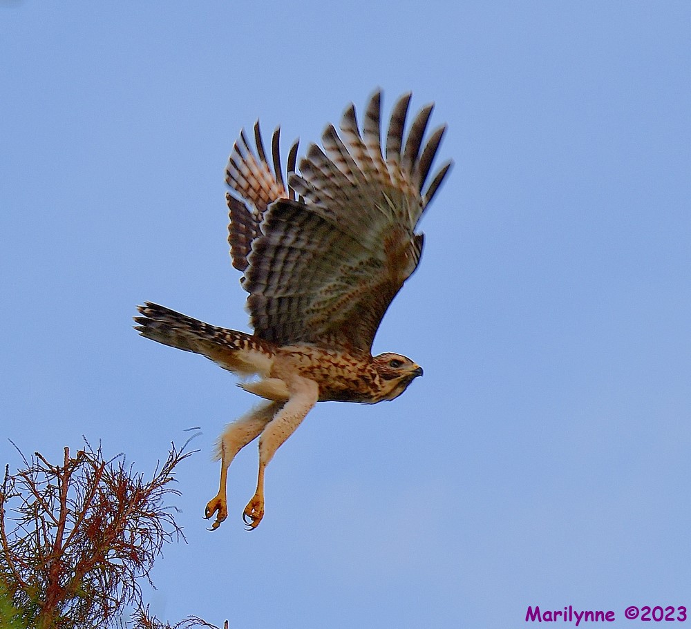 DSC_6034_001.JPG