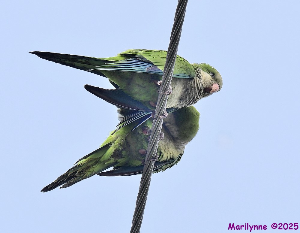 DSC_6038_001.JPG