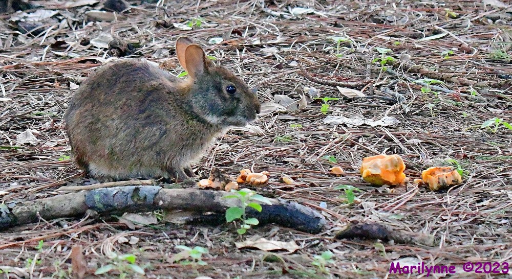 DSC_6039_001.JPG