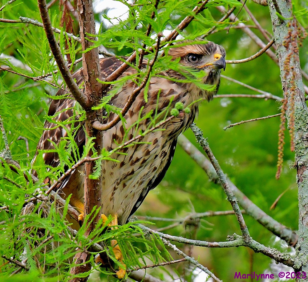 DSC_6044_001.JPG