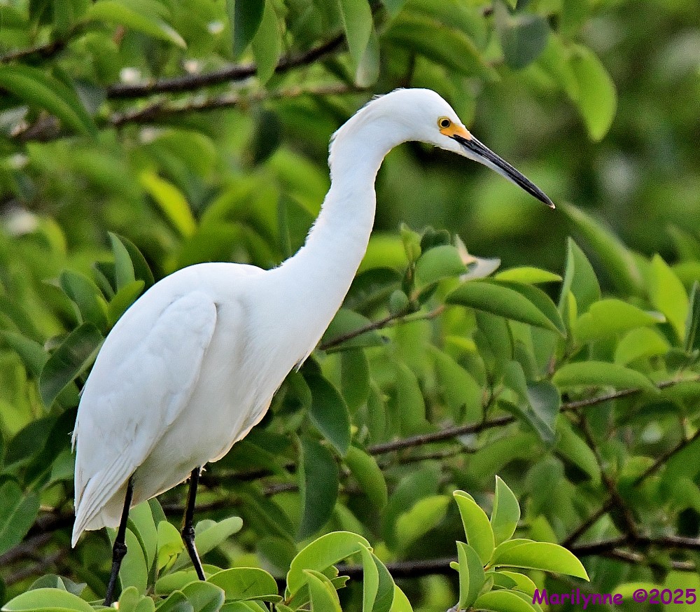 DSC_6044_001.JPG