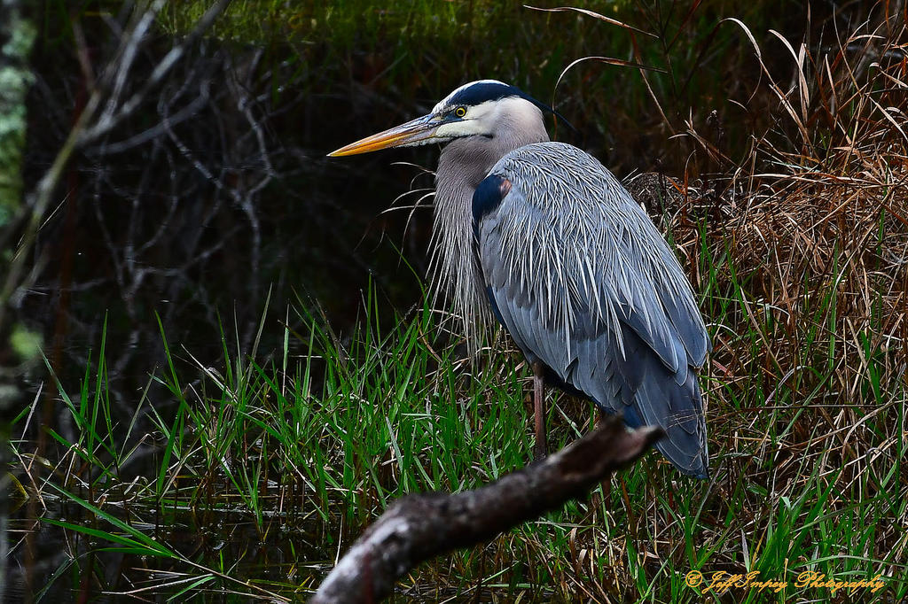 DSC_6047.jpg