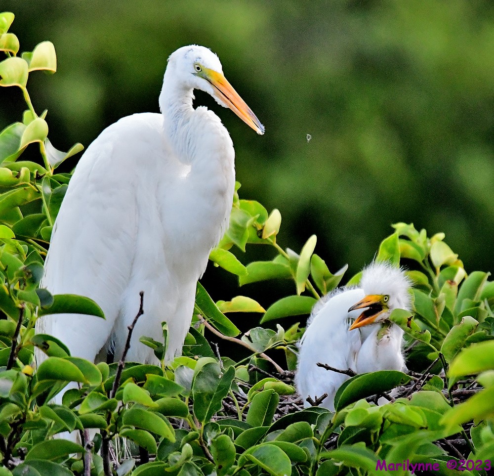 DSC_6047_001.JPG