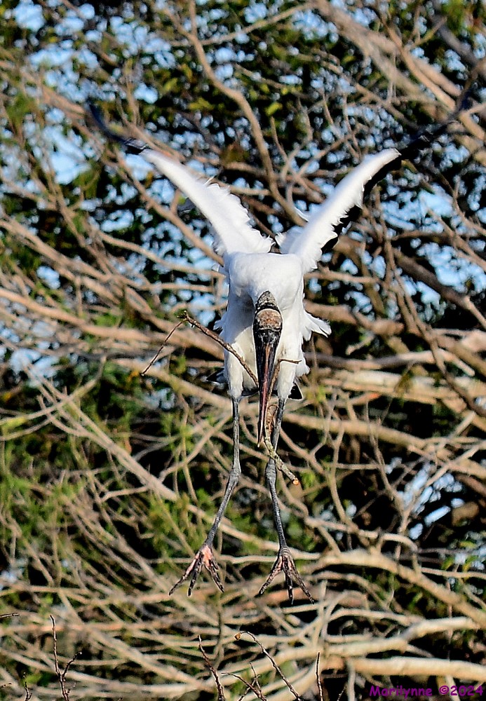 DSC_6047_001.JPG