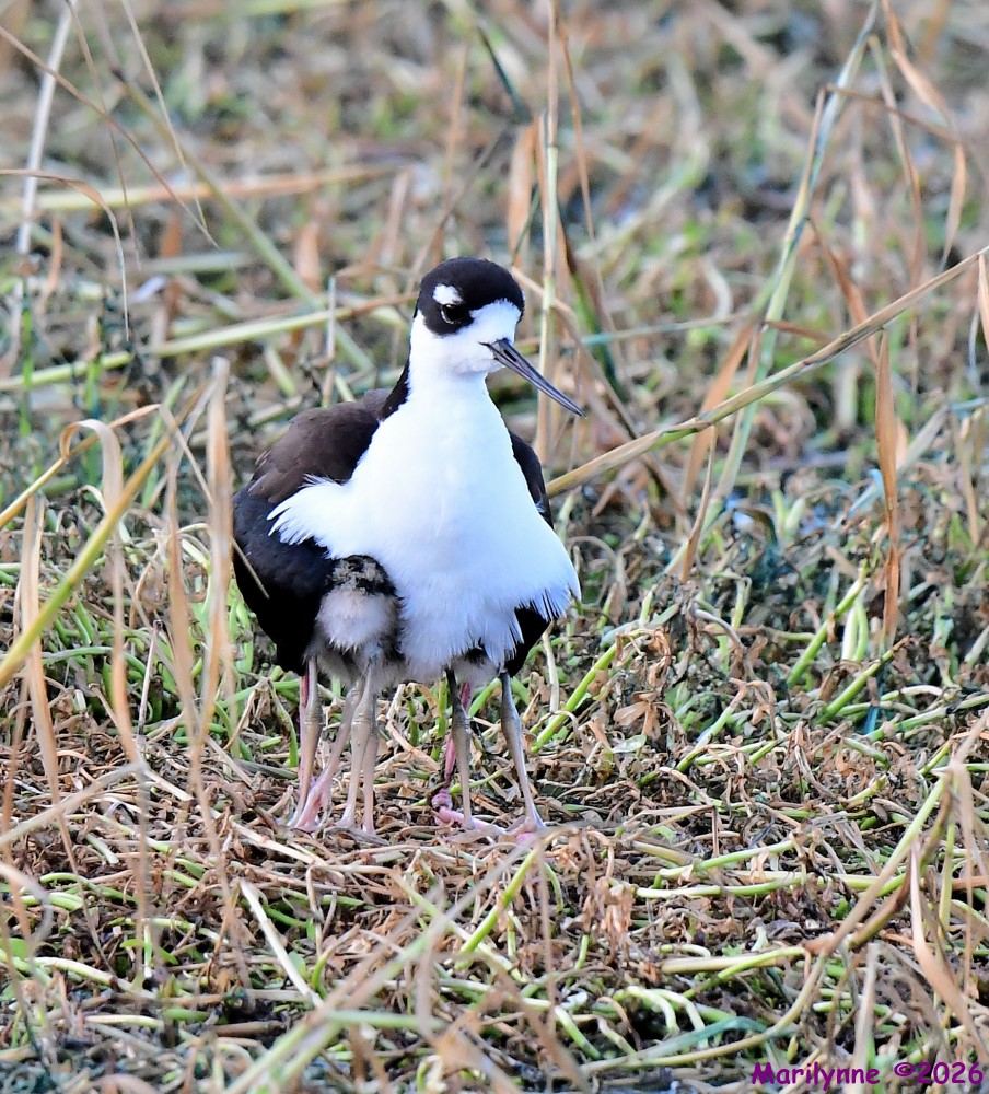 DSC_6047_001.JPG
