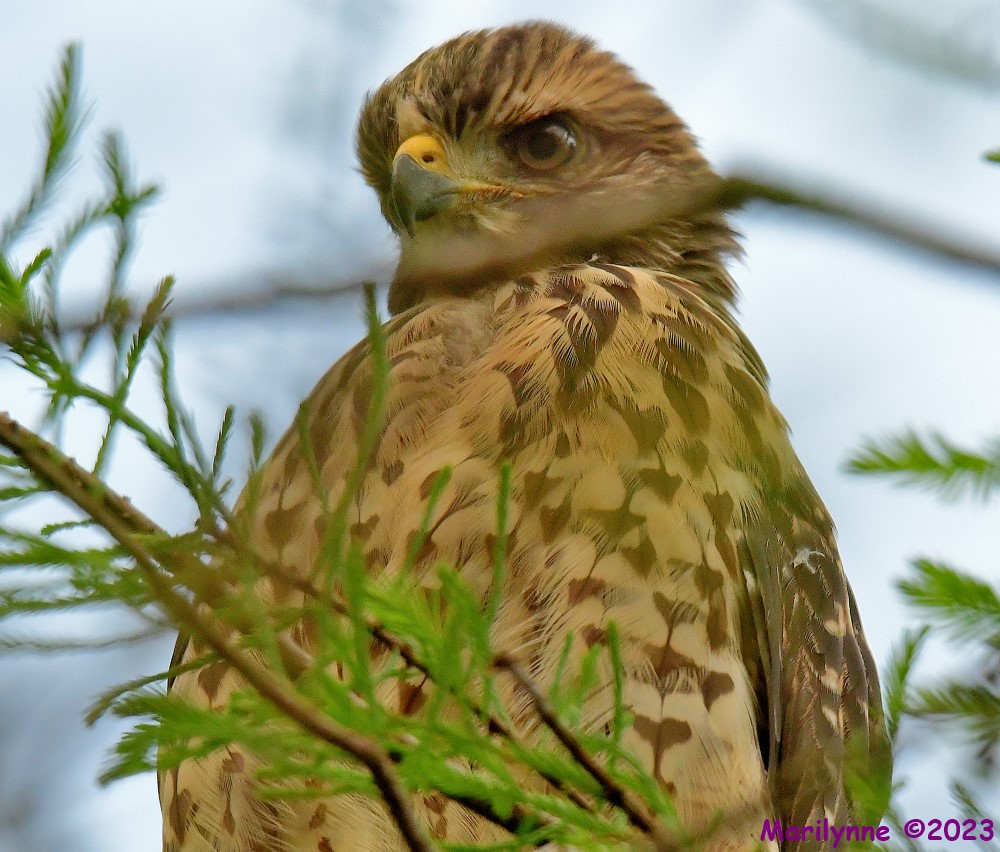 DSC_6049_001.JPG