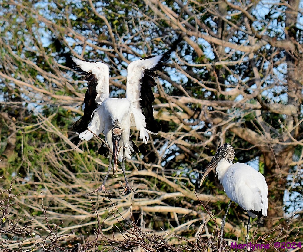 DSC_6049_001.JPG