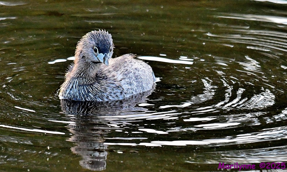 DSC_6049_001.JPG