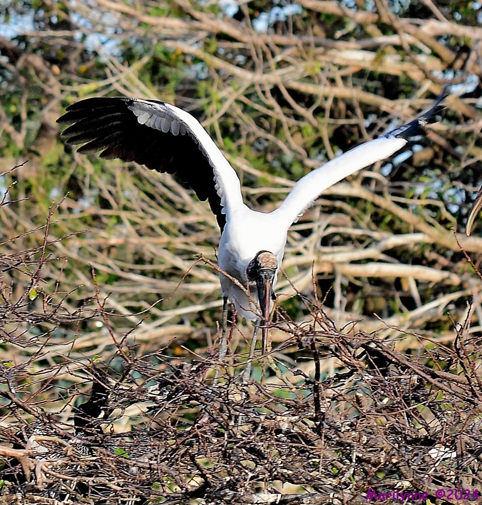 DSC_6051_001.JPG