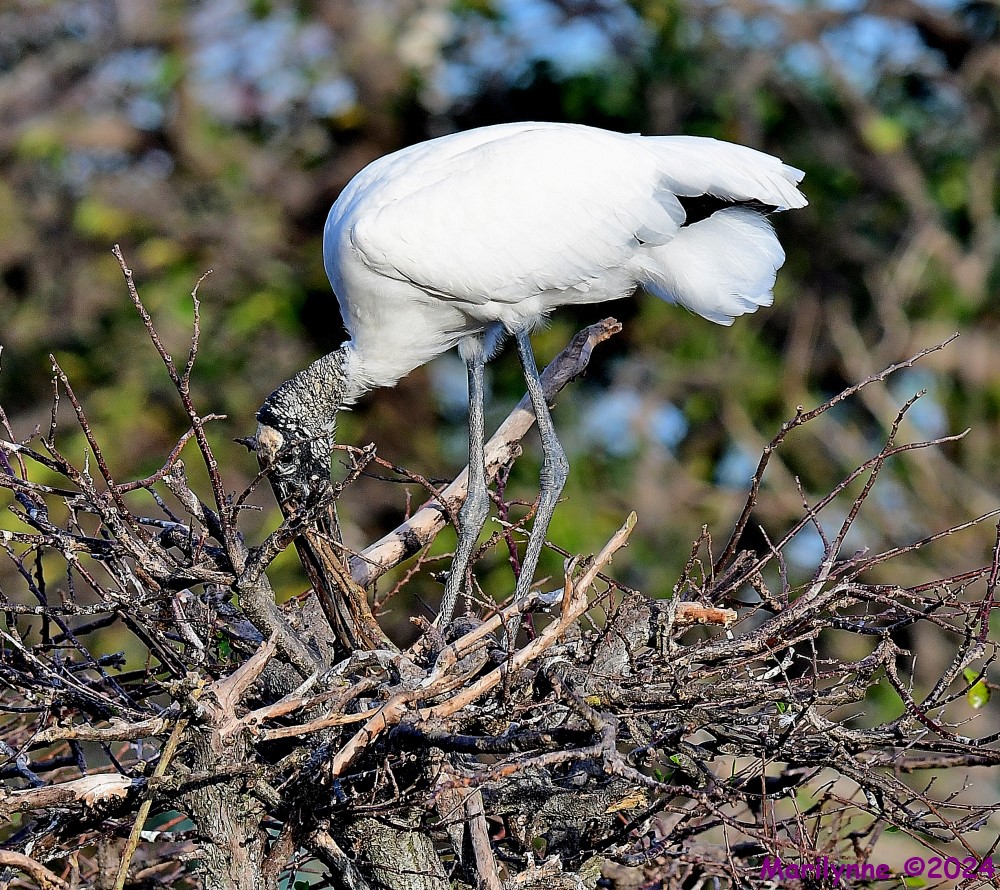 DSC_6052_001.JPG
