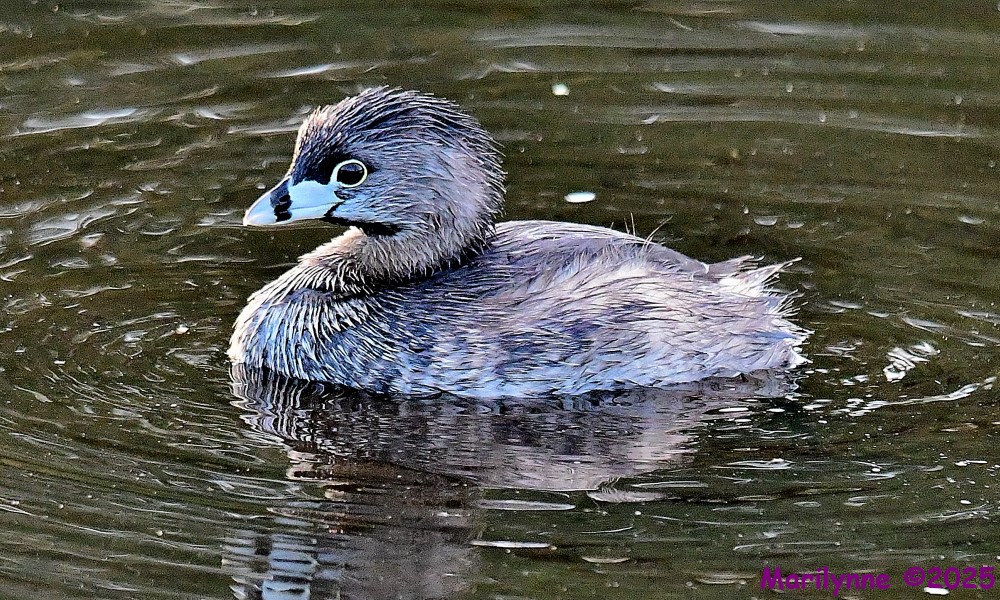 DSC_6053_001.JPG