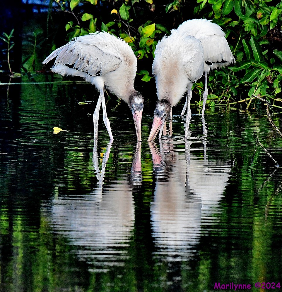 DSC_6055_001.JPG