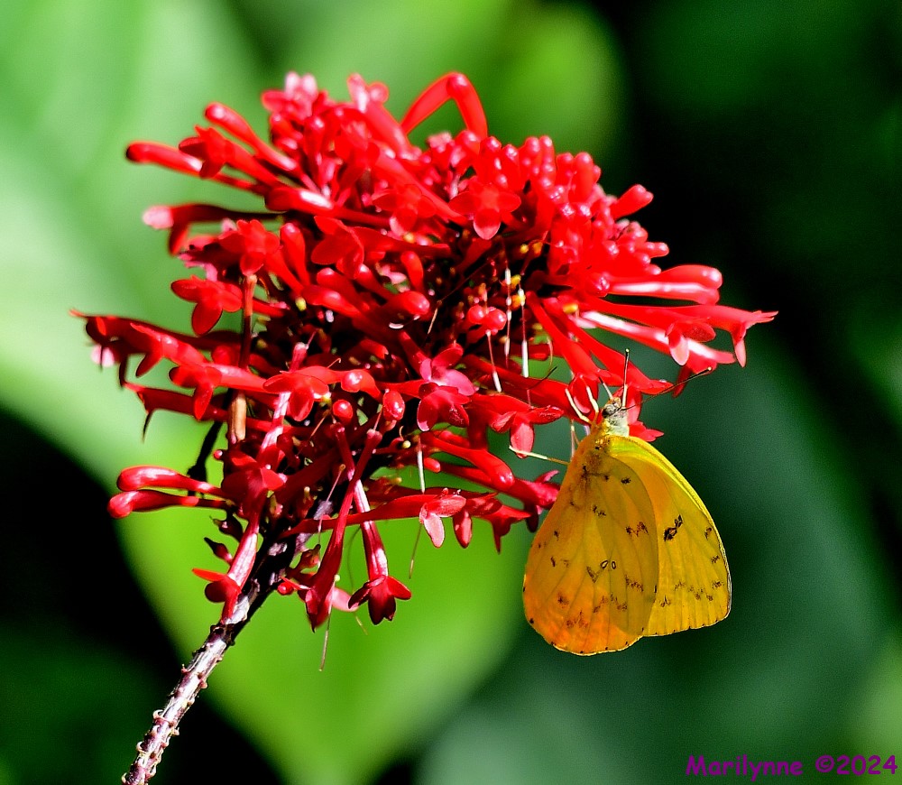 DSC_6055_001.JPG