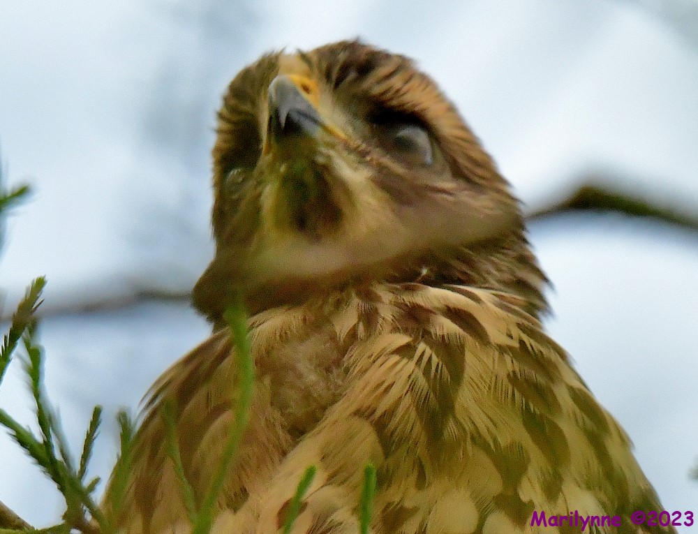 DSC_6056_001.JPG