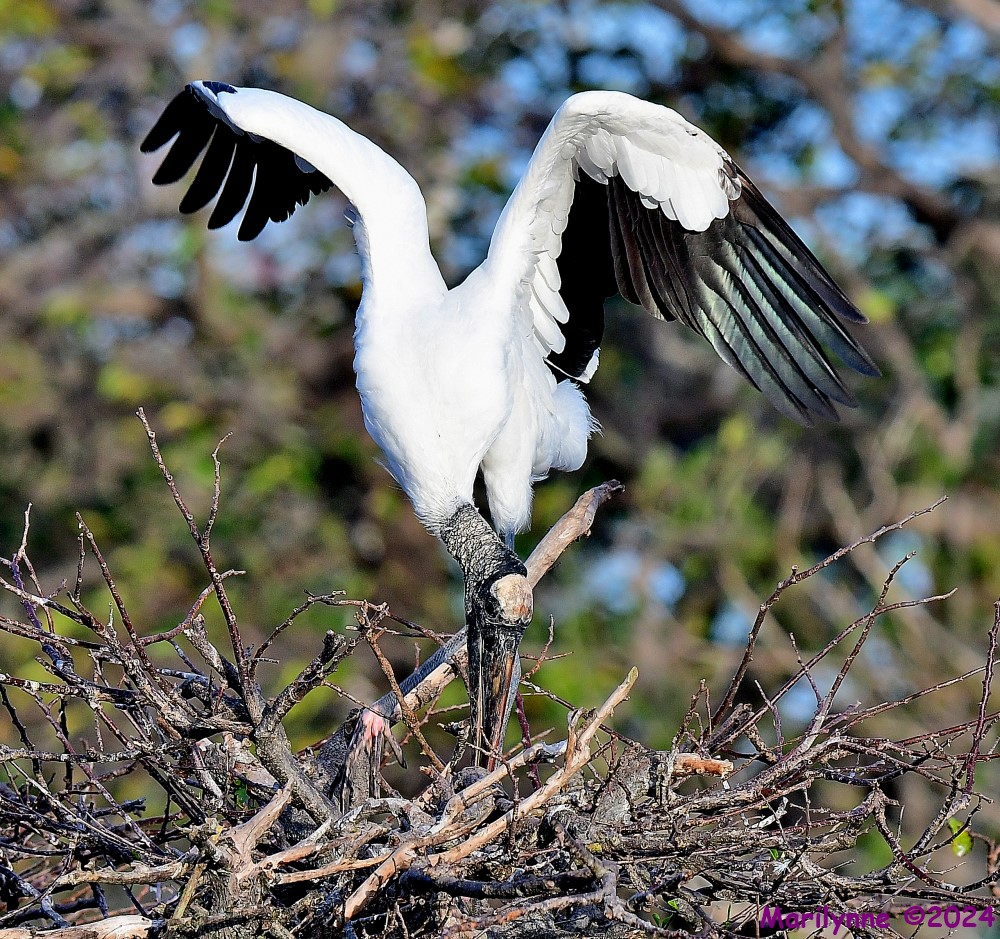 DSC_6056_001.JPG