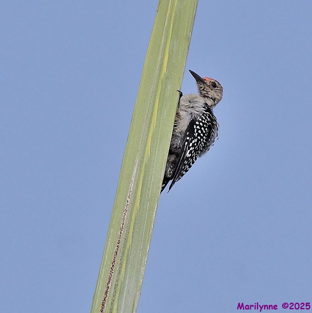 DSC_6057_001.JPG