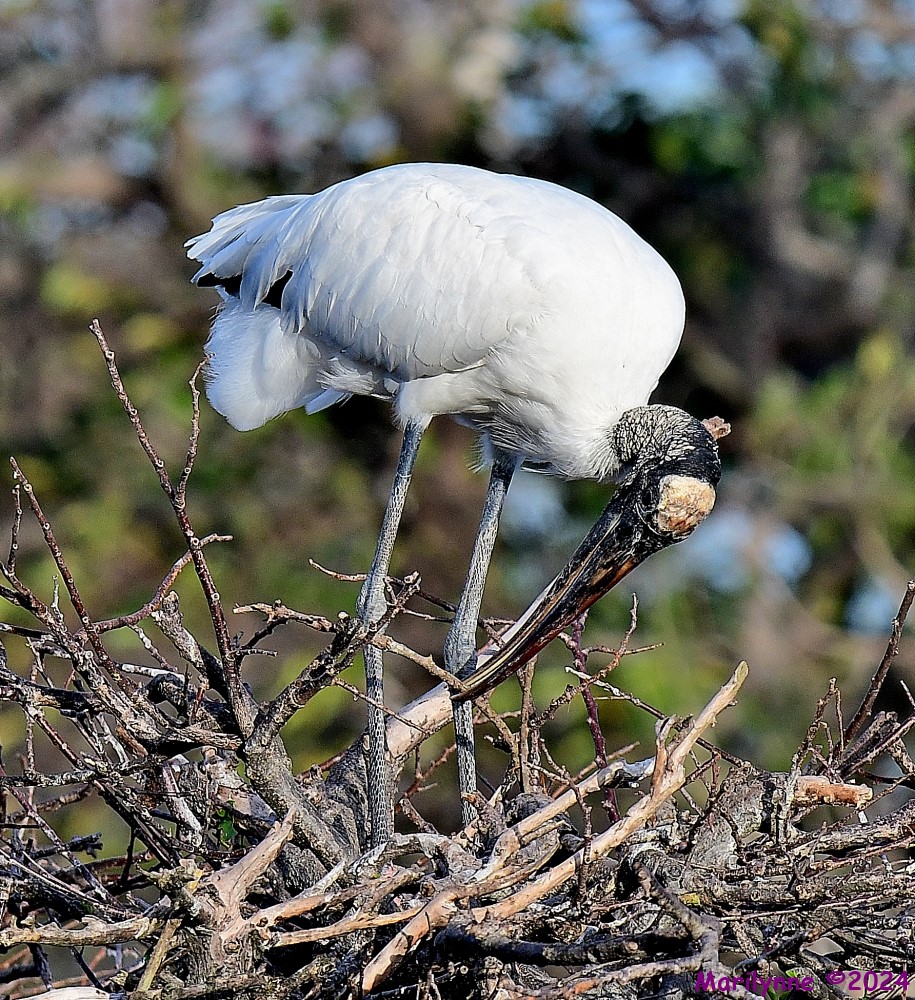 DSC_6058_001.JPG