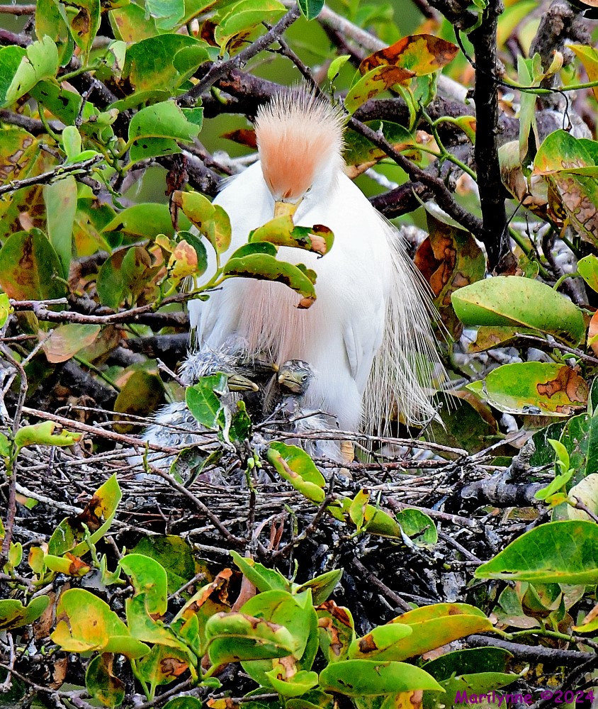 DSC_6058_001.JPG