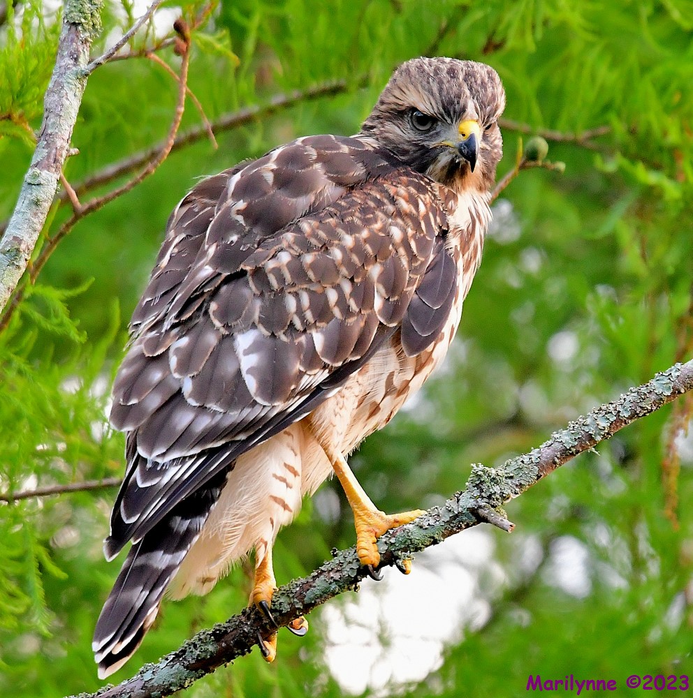 DSC_6059_001.JPG