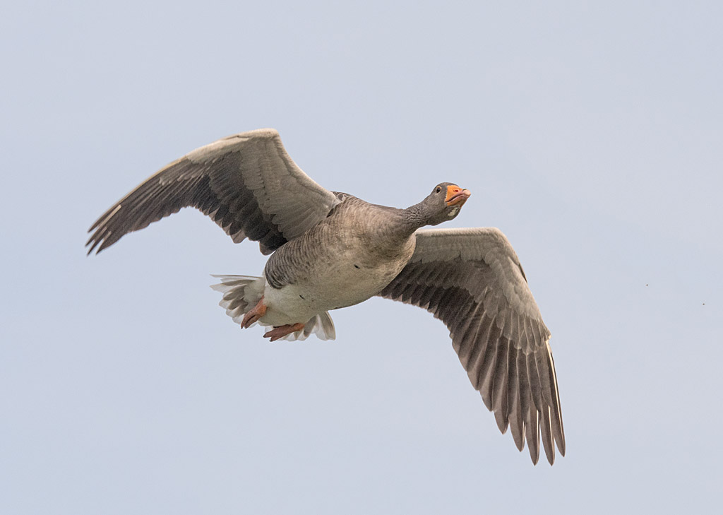 DSC_6060.jpg