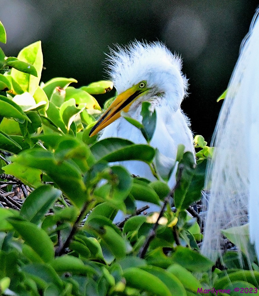 DSC_6060_001.JPG