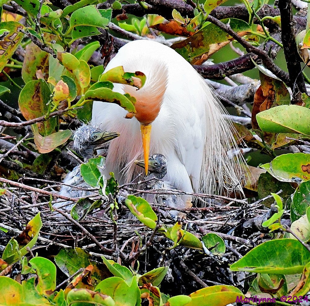 DSC_6060_001.JPG