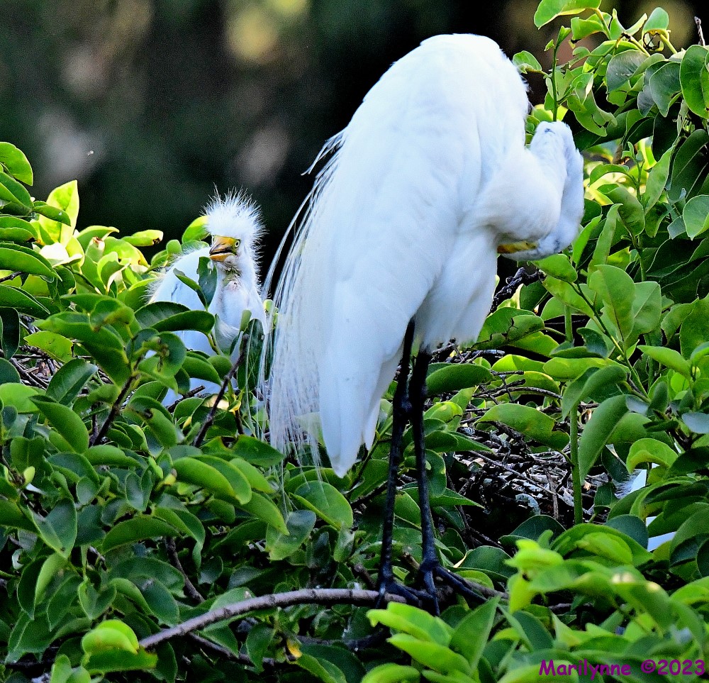 DSC_6062_001.JPG