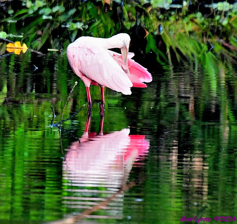 DSC_6062_001.JPG
