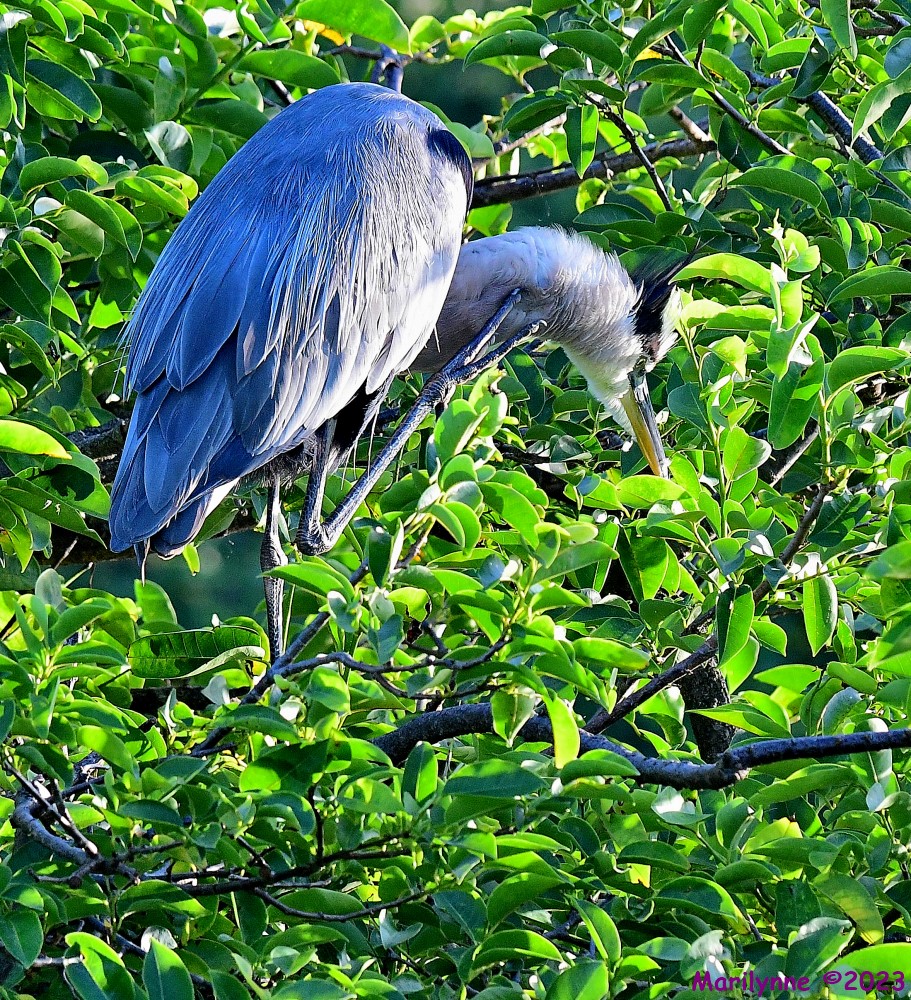 DSC_6064_001.JPG