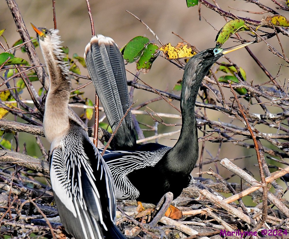DSC_6064_001.JPG