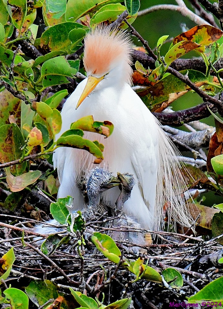 DSC_6066_001.JPG