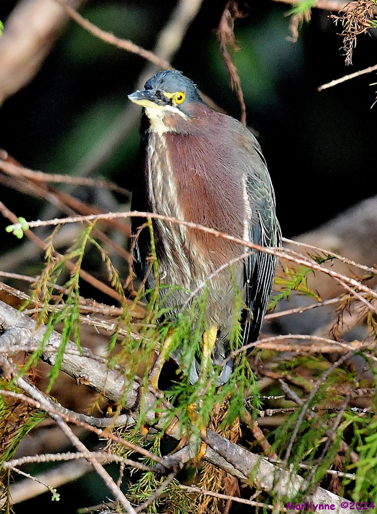 DSC_6067_001.JPG
