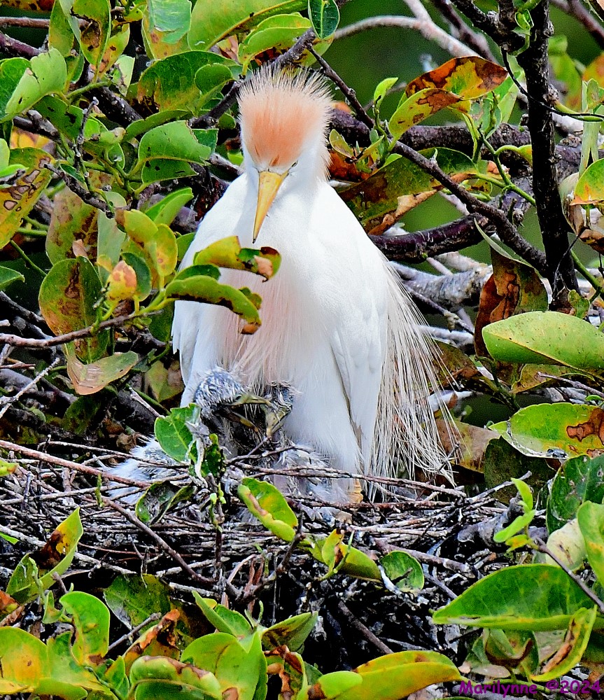DSC_6068_001.JPG