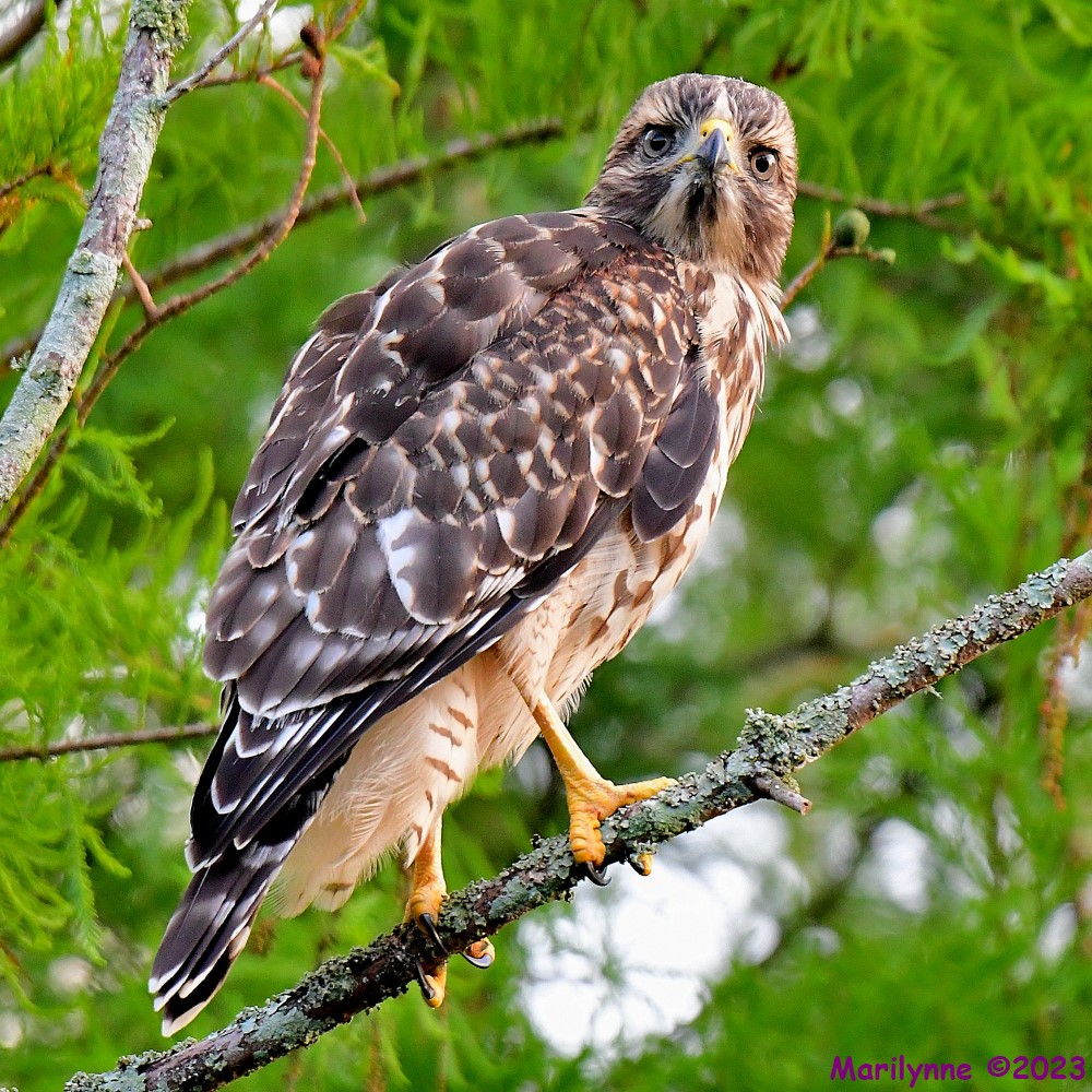 DSC_6070_001.JPG