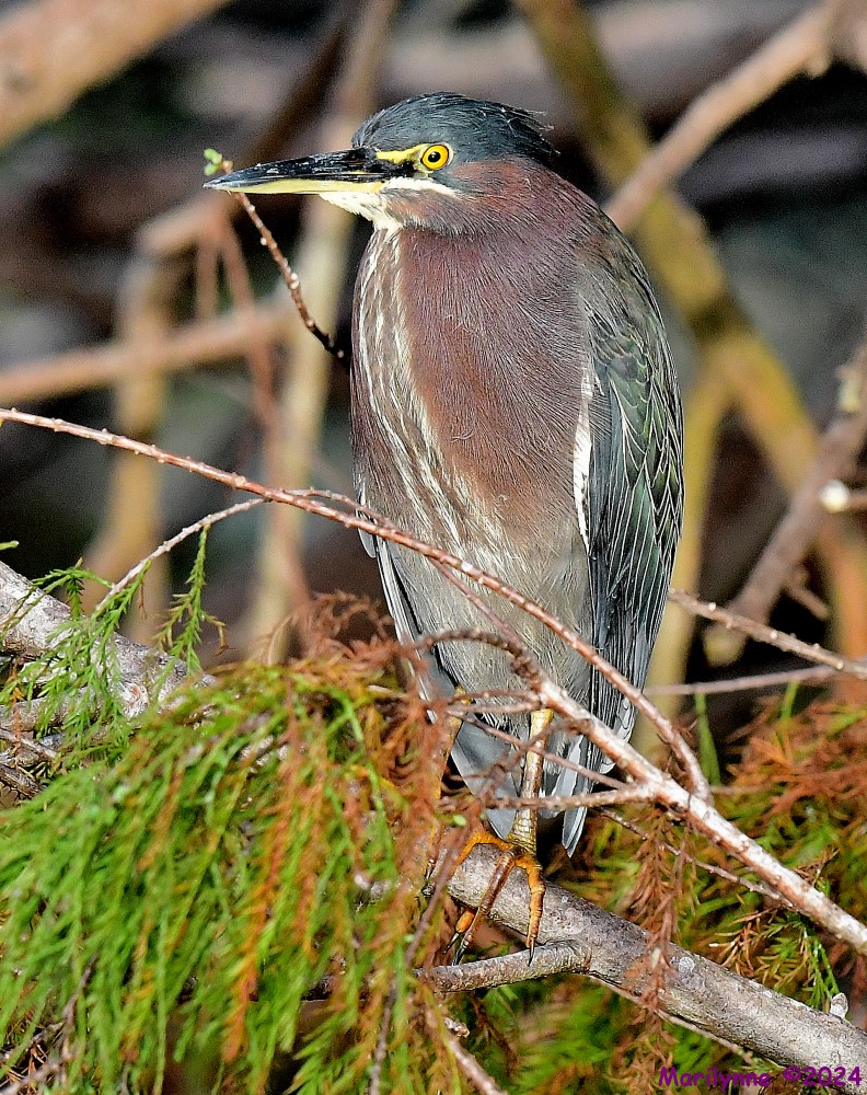 DSC_6071_001.JPG