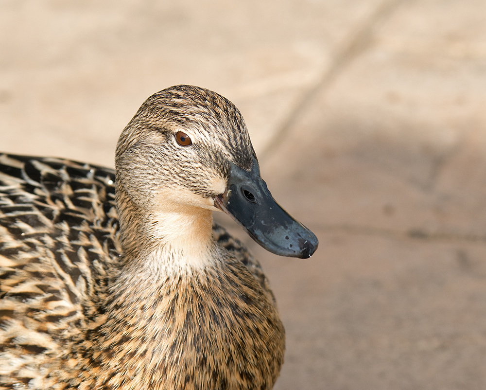 DSC_6073.jpg