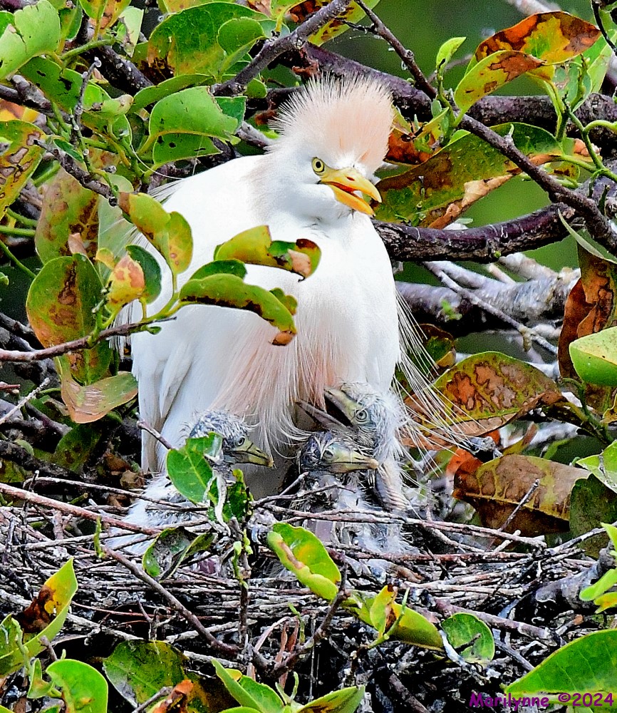 DSC_6073_001.JPG