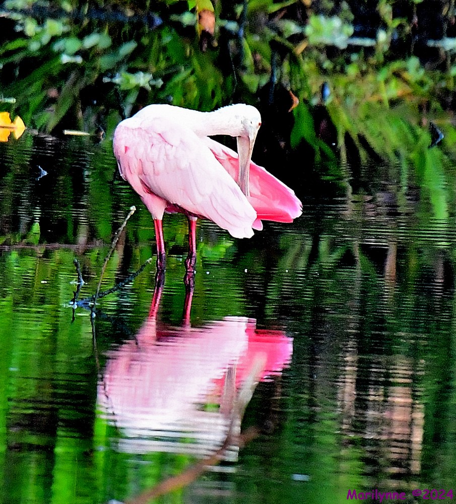 DSC_6073_001.JPG