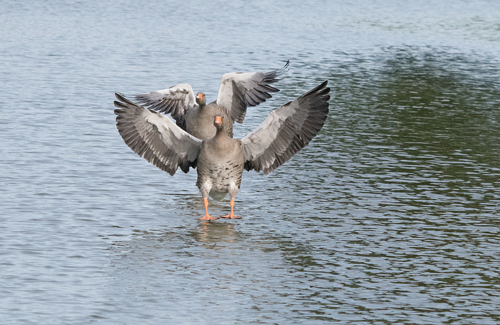 DSC_6074.jpg