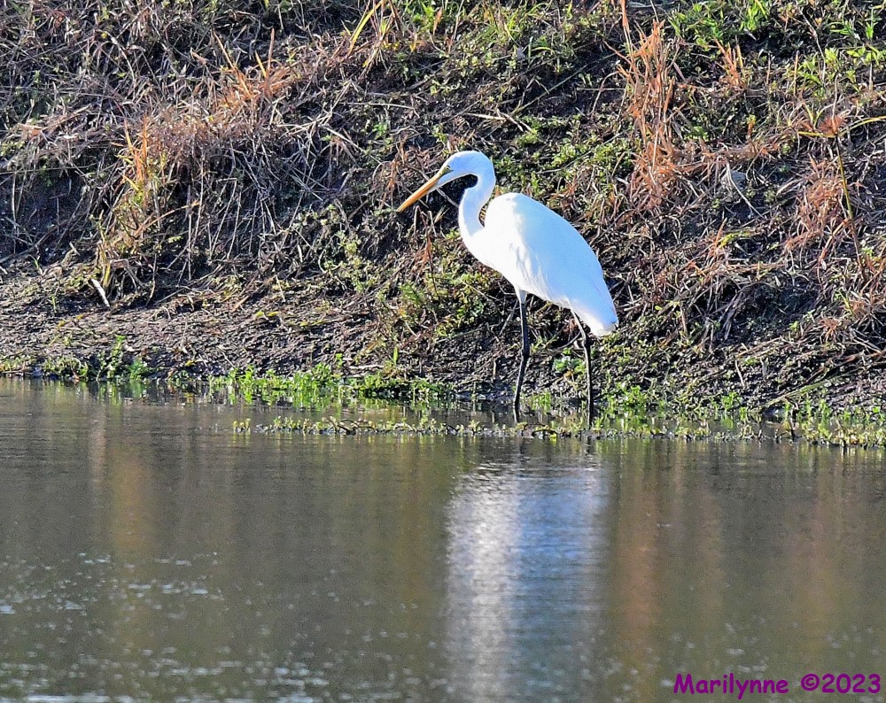 DSC_6075_001.JPG