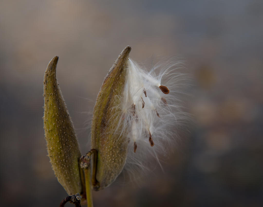 DSC_6076.jpg